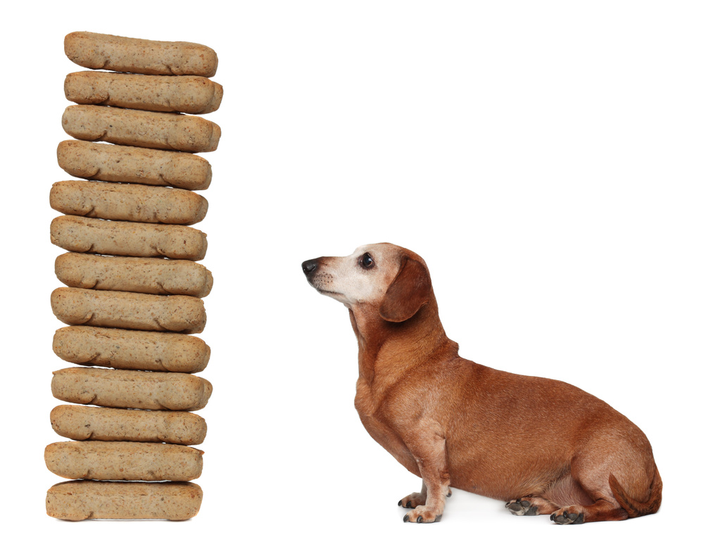 Small Dog, Big stack of Treats