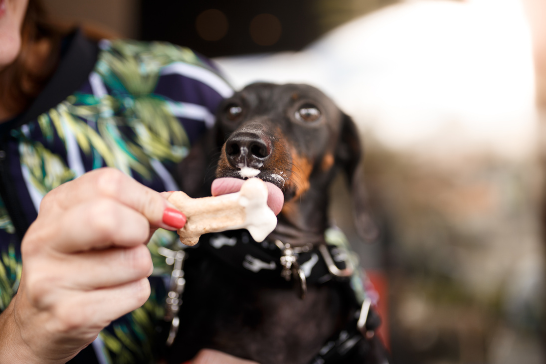 Dog eating treats with ice cream